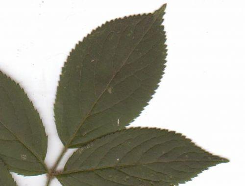 palmensis, dents feuille, scanner.jpg