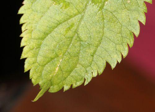 7 lanceolata pointe 9 janv 2012 017.jpg