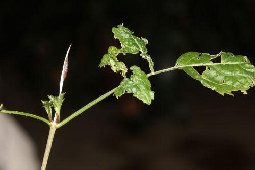 lanceolata bouffée 9 janv 2012 021.jpg