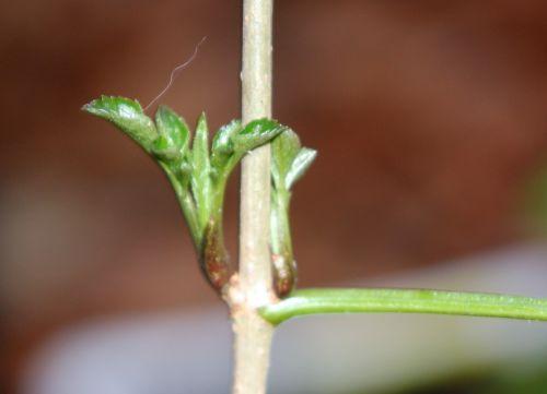 2 lanceolata 9 janv 2012 002.jpg