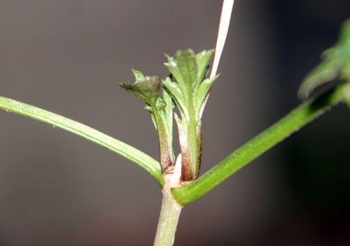 4 lanceolata 9 janv 2012 003.jpg