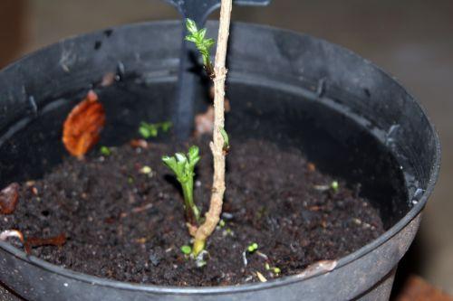 lanceolata base 9 janv 2012 014.jpg