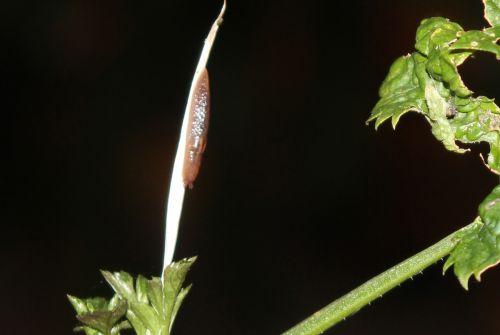lanceolata limace 9 janv 2012 021.jpg