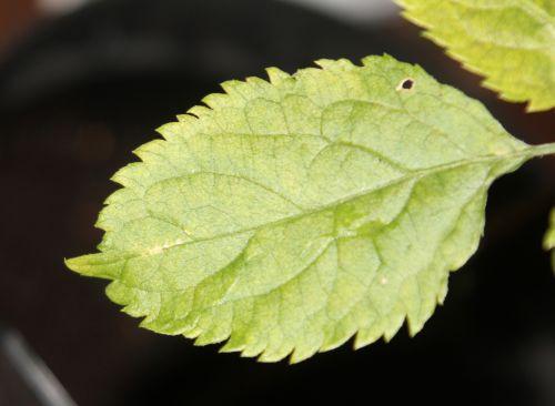 6 lanceolata fol 9 janv 2012 036.jpg