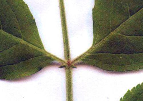 palmensis, jeune feuille, stipelles scanner.jpg