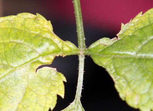 lanceolata pas stip 9 janv 2012 028.jpg