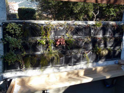 1er anniversaire pour notre mur végétal filtrant !...