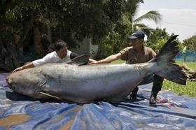 [Consommation responsable] Alerte : Carrefour et Picard vous tuent avec leur poisson panga