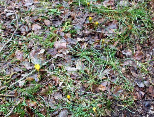 crocus 9 janv 2012 038.jpg
