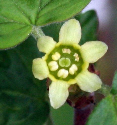 9 ribes fasc mâle ++14 mars 2006.jpg