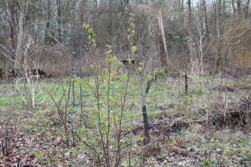 2 ribes romi 8 janv 2012 012.jpg