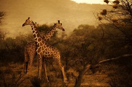 Voyage en Afrique avec le Photographe Diego Arroyo