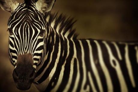 Raye Voyage en Afrique avec le Photographe Diego Arroyo