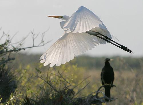 grand-heron-blanc.jpg