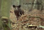 4_sanglier