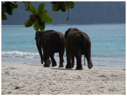 Les safaris humains perdurent sur les îles Andaman