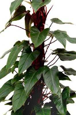 Le philodendron rouge