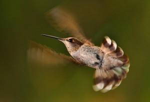 Quelqu’un a-t-il compris la campagne « Tous candidats»  ?