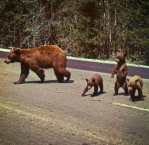 Quelqu’un a-t-il compris la campagne « Tous candidats»  ?