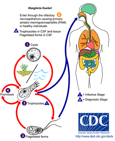 Cycle parasitaire de Naegleria fowleri