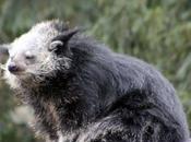 Binturong