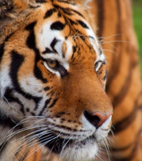 Inde : quand le tigre du Bengale préserve la forêt du déboisement