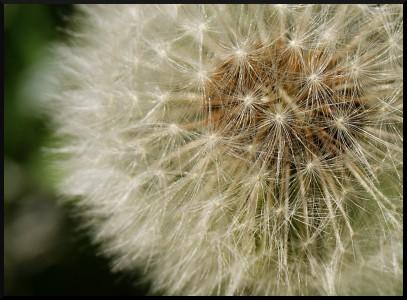 pissenlit akène aigrettes