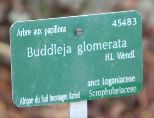 2 buddleia glomerata paris 31 déc 2011 078 (1).jpg