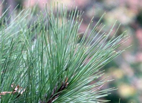 3 pinus taeda aiguilles barres 8 oct 2011 083 (2).jpg