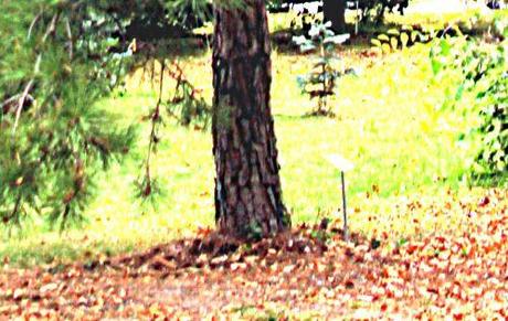 5 pinus taeda tronc barres 8 oct 2011 p 083.jpg