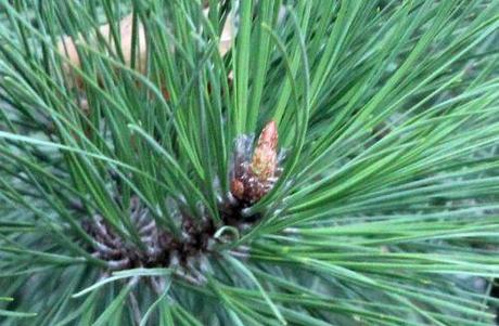 4 pinus taeda cône barres 8 oct 2011 083 (1).jpg