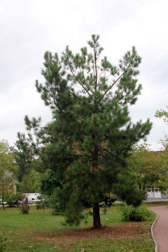 1 pinus taeda barres 8 oct 2011 083.jpg