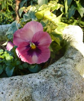 L'année 2012 aura commencé dans une douceur inhabituelle ...