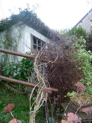 L'année 2012 aura commencé dans une douceur inhabituelle ...