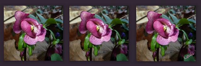 L'année 2012 aura commencé dans une douceur inhabituelle ...