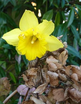 L'année 2012 aura commencé dans une douceur inhabituelle ...