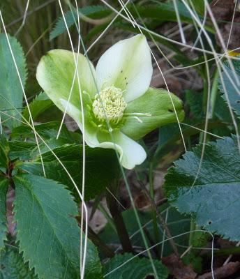 L'année 2012 aura commencé dans une douceur inhabituelle ...