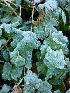 L'année 2012 aura commencé dans une douceur inhabituelle ...