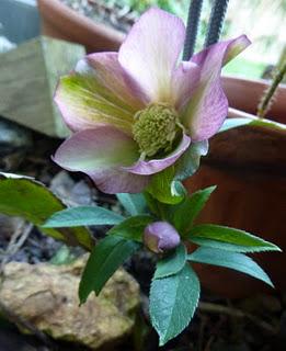 L'année 2012 aura commencé dans une douceur inhabituelle ...