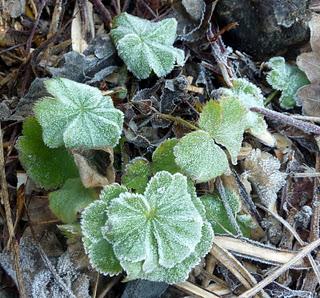 L'année 2012 aura commencé dans une douceur inhabituelle ...