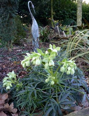 L'année 2012 aura commencé dans une douceur inhabituelle ...