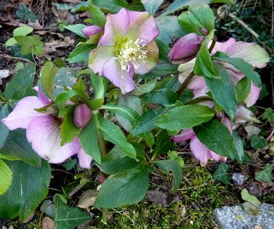 L'année 2012 aura commencé dans une douceur inhabituelle ...