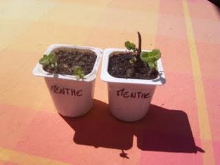 La menthe pour le ventre !