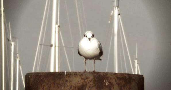 Pauillac, ce n’est pas que du vin