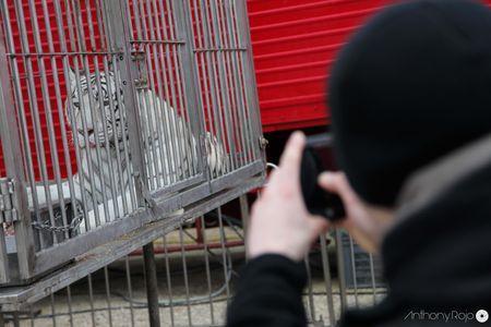Reportage Photos - Découvrez en photos les coulisses du nouveau spectacle du Cirque Arlette Gruss ! IMG_6850