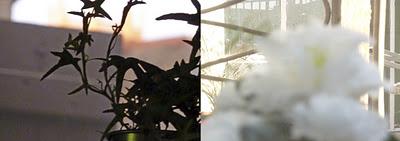 janvier à ma fenêtre