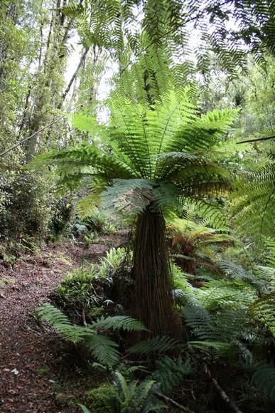 fougère arborescente
