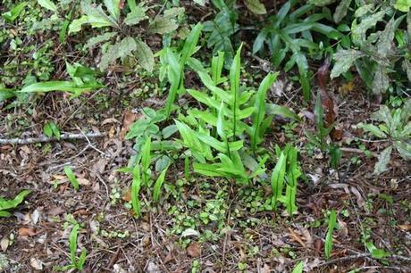 microsorum diversifolium