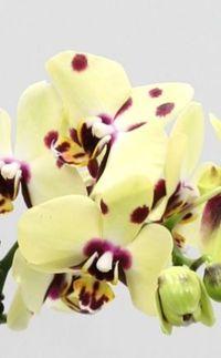 Nouvelles variétés d' Orchidées Phalaenopsis - Paperblog