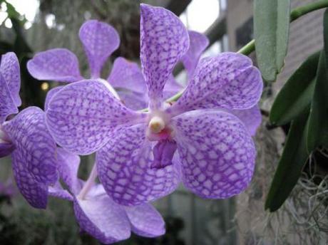 L’orchidée Vanda Coerulea, ou lorsque l’éthique et le luxe ne font plus qu’un